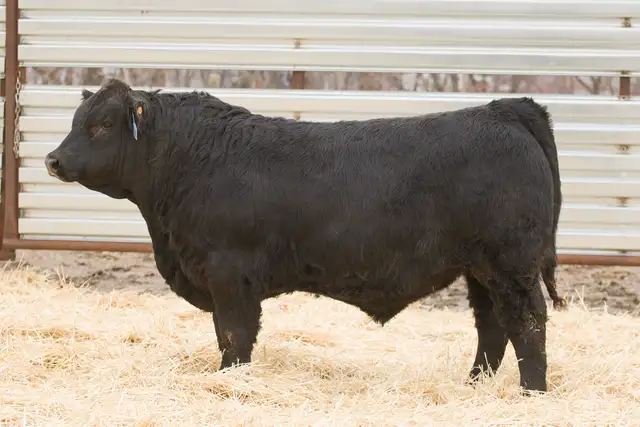 Two Year Old and Yearling Gelbvieh Bulls - Photo 4