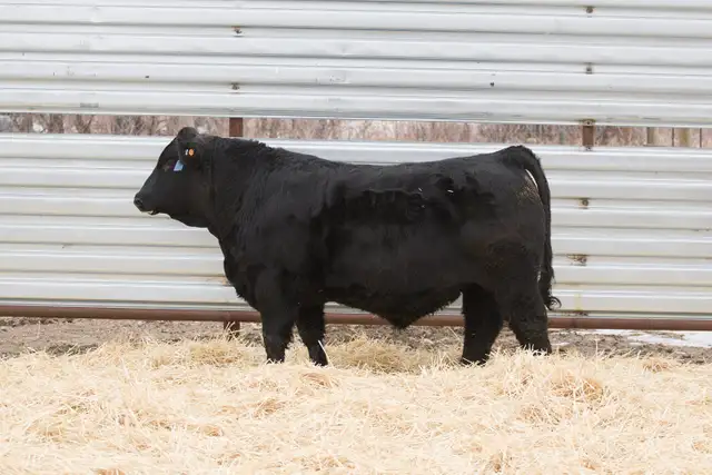 Two Year Old and Yearling Gelbvieh Bulls - Photo 5