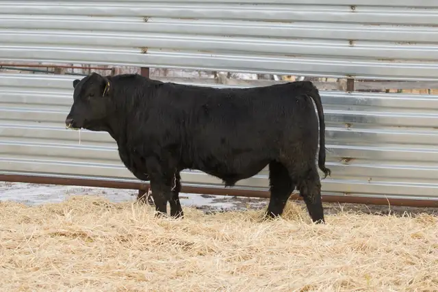 Two Year Old and Yearling Gelbvieh Bulls - Photo 6