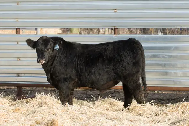 Two Year Old and Yearling Gelbvieh Bulls - Photo 8