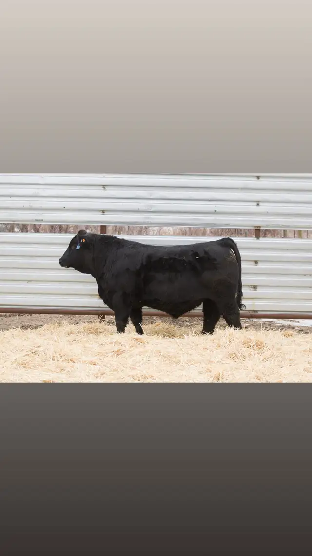 Two Year Old and Yearling Gelbvieh Bulls - Photo 9