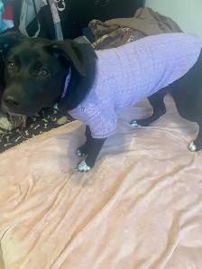 Lab and Sheppard mix 5 month old female - Photo 2