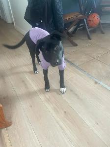 Lab and Sheppard mix 5 month old female - Photo 3