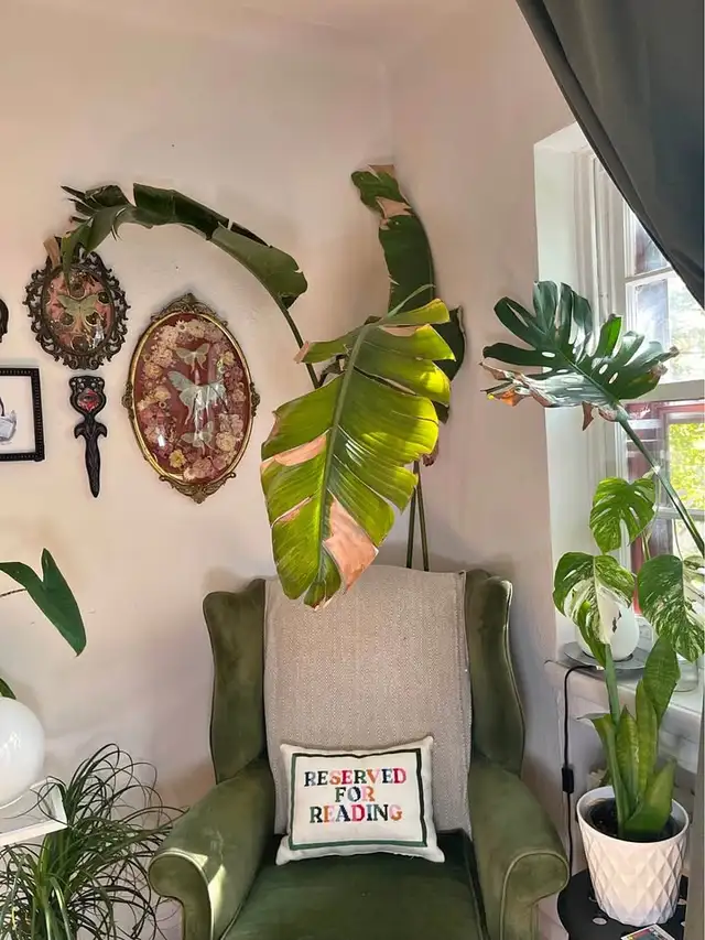 1 Bed 1 Bath - Apartment (1 month free / 1 mois gratuit) - Photo 8