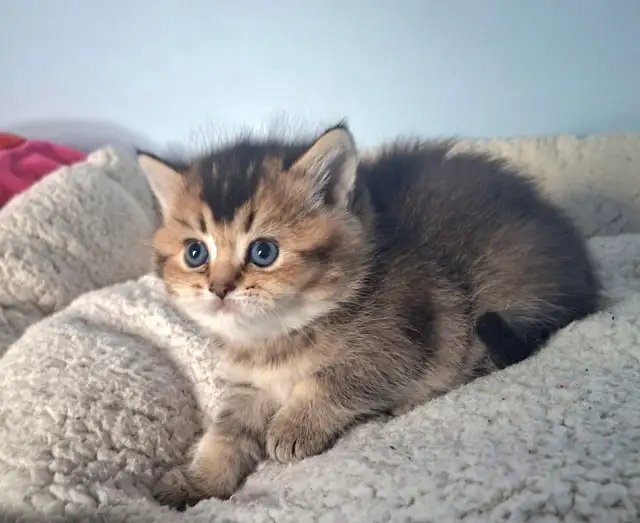 Purebred Scottish Fold Kittens - Photo 3
