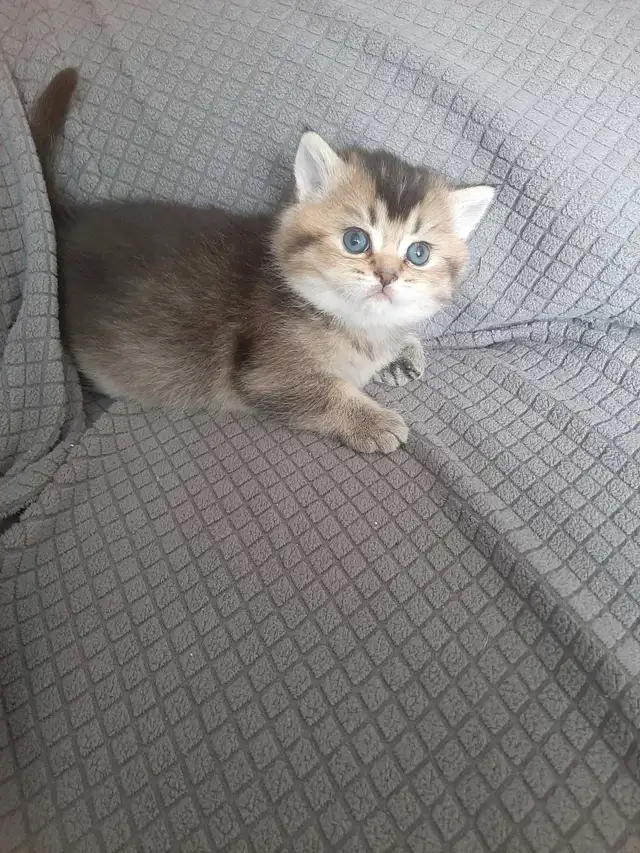 Purebred Scottish Fold Kittens - Photo 5