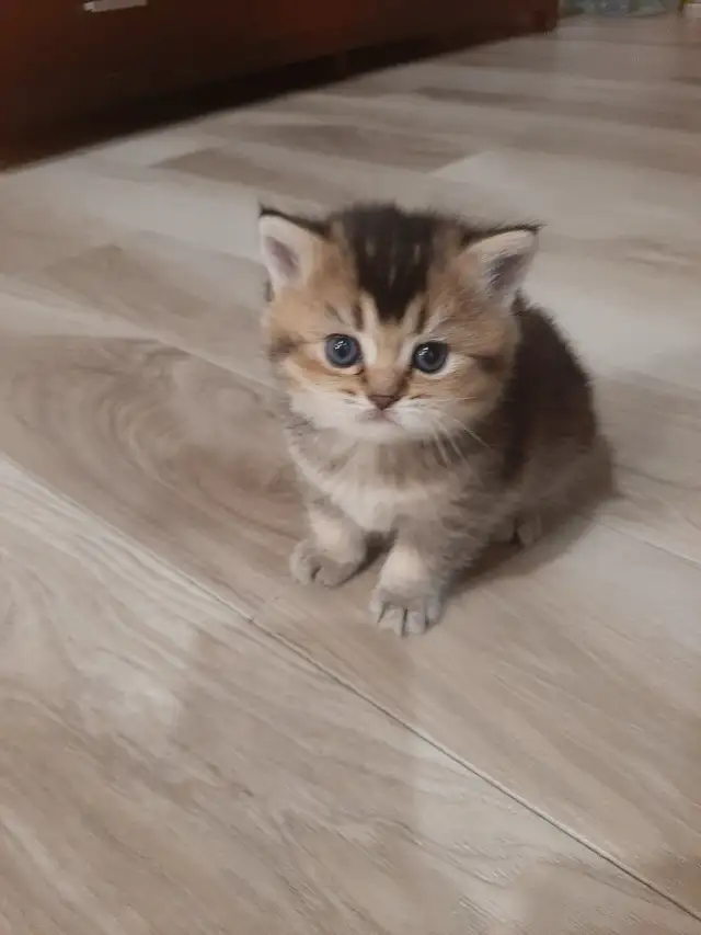 Purebred Scottish Fold Kittens - Photo 6