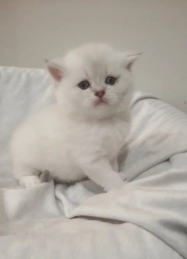 Purebred Scottish Fold Kittens - Photo 7