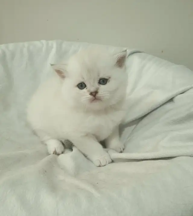 Purebred Scottish Fold Kittens - Photo 8