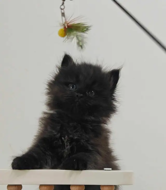 Siberian kittens - Photo 3