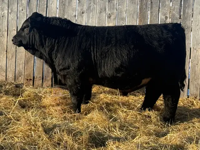 Yearling Simmental Bulls - Photo 2