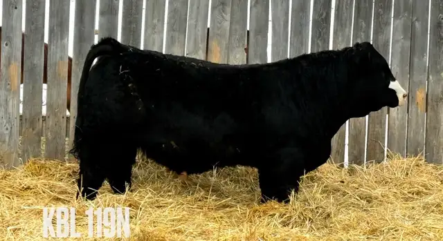 Yearling Simmental Bulls - Photo 3