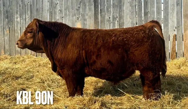 Yearling Simmental Bulls - Photo 4