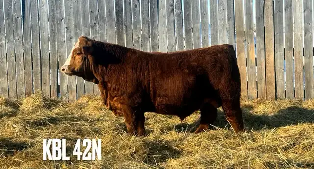 Yearling Simmental Bulls - Photo 5