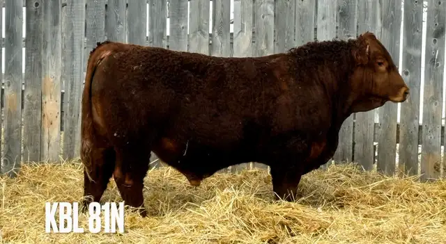 Yearling Simmental Bulls - Photo 6