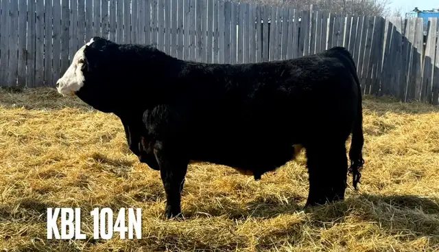 Yearling Simmental Bulls - Photo 7