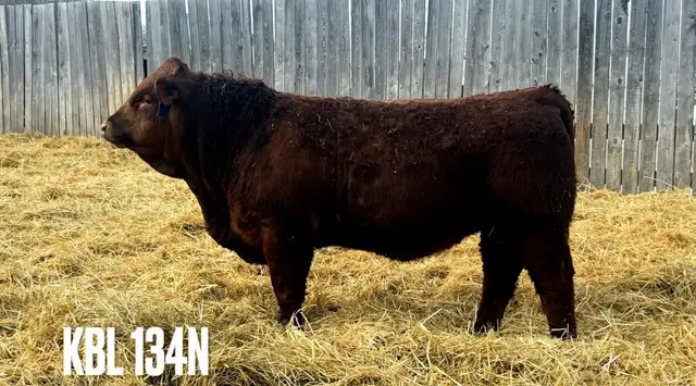 Yearling Simmental Bulls - Photo 8