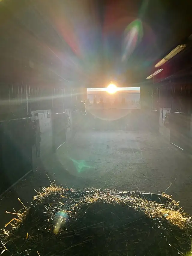 Limited Stalls Available at Grass Stable. Newmarket/King - Photo 8