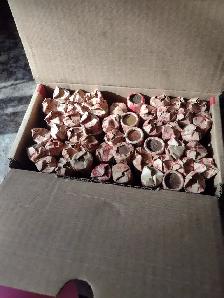 Your choice 2 boxes of pennies unsearched Canadian and American - Photo 3