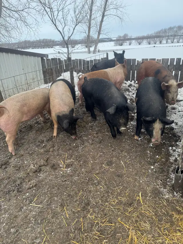 Ready to breed gilts