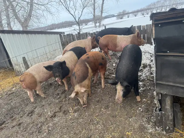 Ready to breed gilts - Photo 2