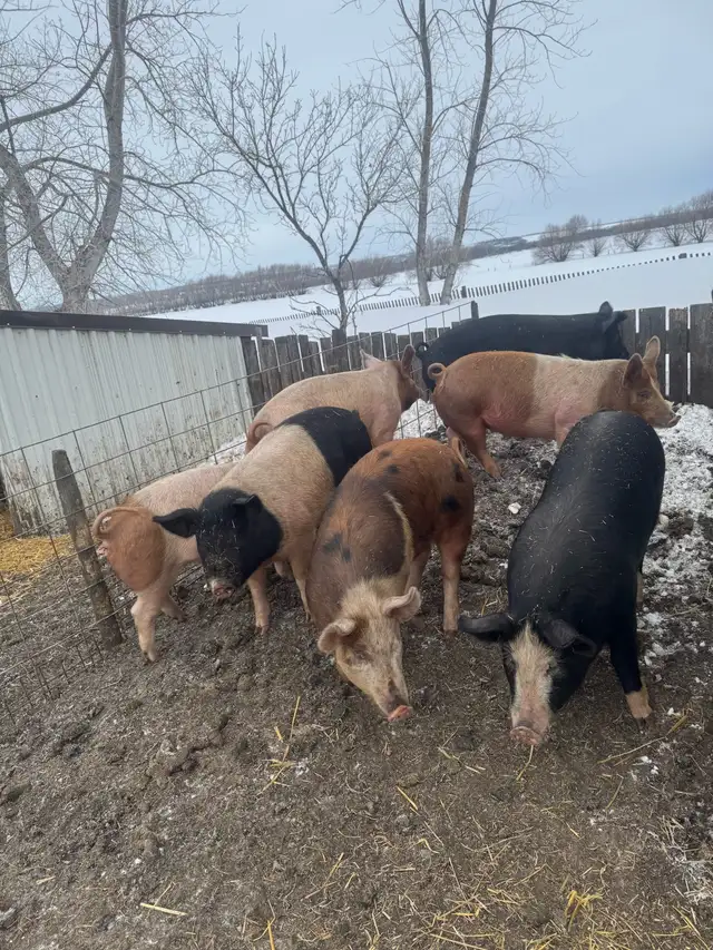 Ready to breed gilts - Photo 3