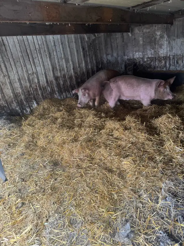 Ready to breed gilts - Photo 4