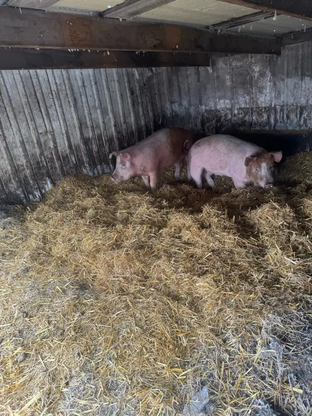 Ready to breed gilts - Photo 5