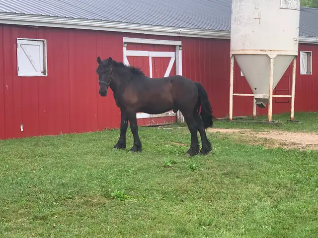 Black Draft Team - Photo 4