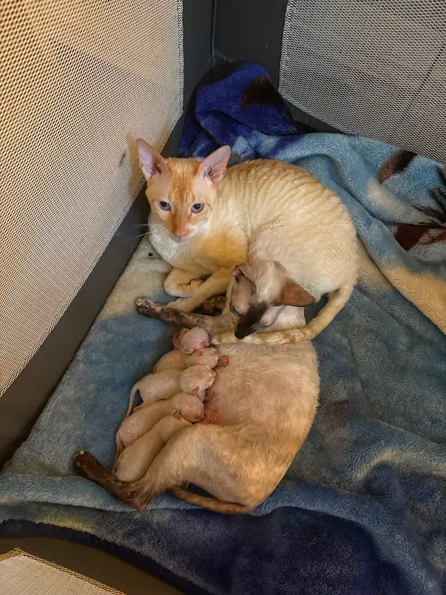 Rex cornish - Photo 2