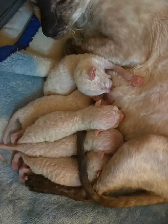 Rex cornish - Photo 3