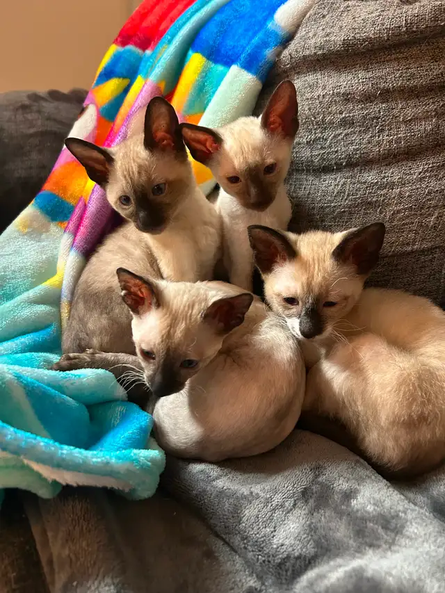 Rex cornish - Photo 4