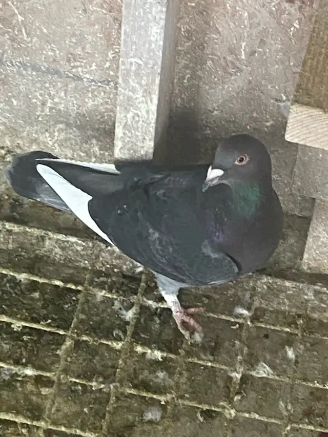 Female Pigeon