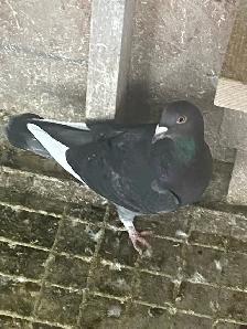 Female Pigeon