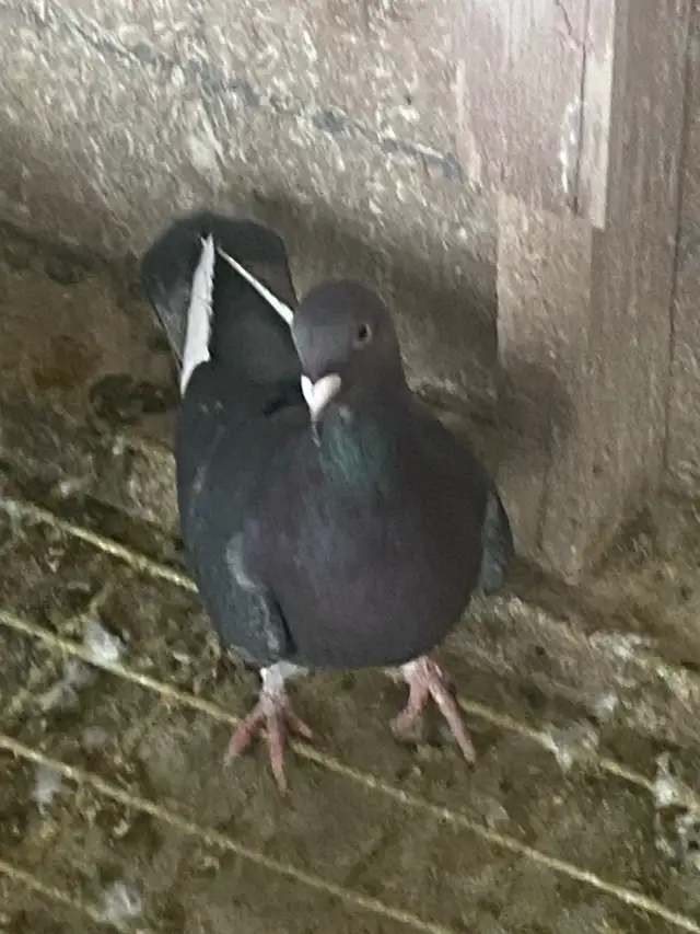 Female Pigeon - Photo 2