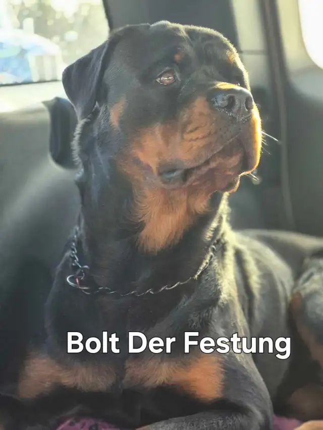 CKC Registered Rottweilers European Bloodlines