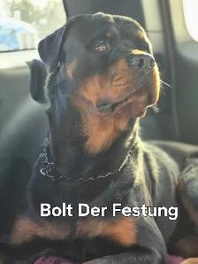 CKC Registered Rottweilers European Bloodlines