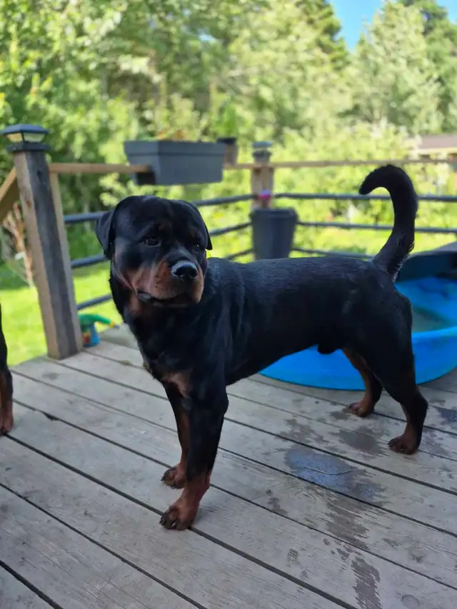 CKC Registered Rottweilers European Bloodlines - Photo 2