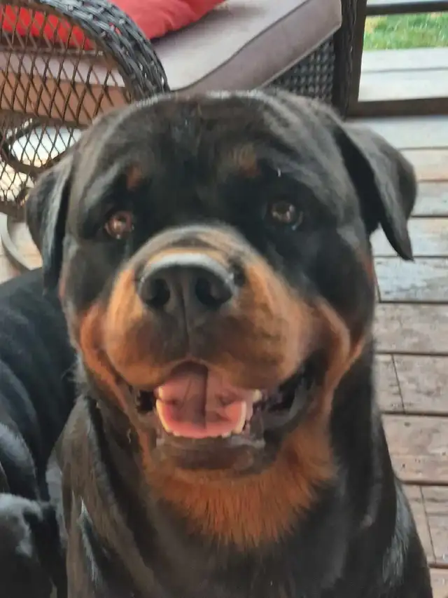 CKC Registered Rottweilers European Bloodlines - Photo 3