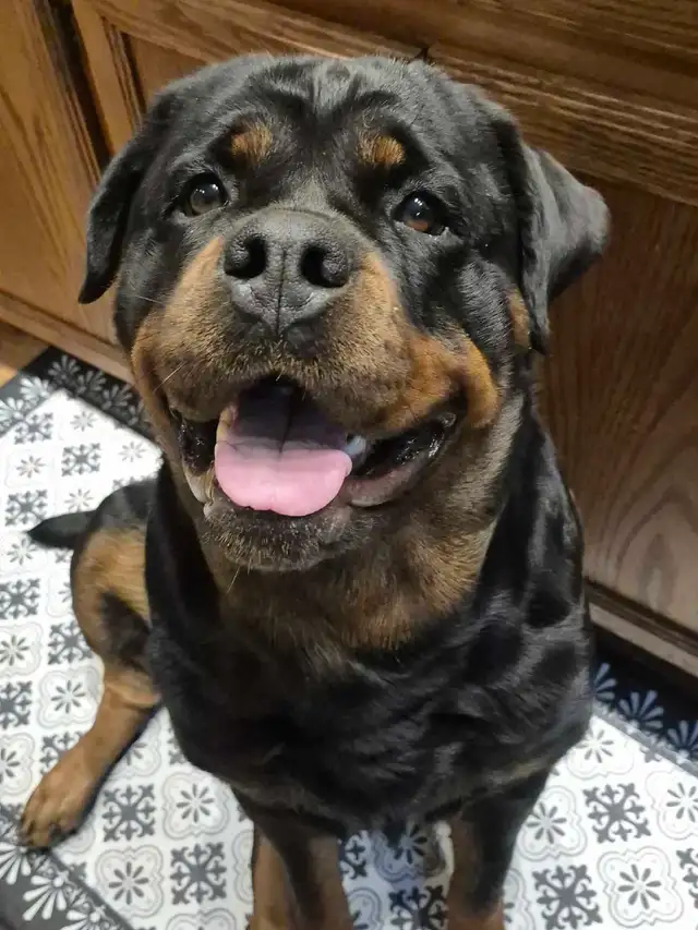 CKC Registered Rottweilers European Bloodlines - Photo 4