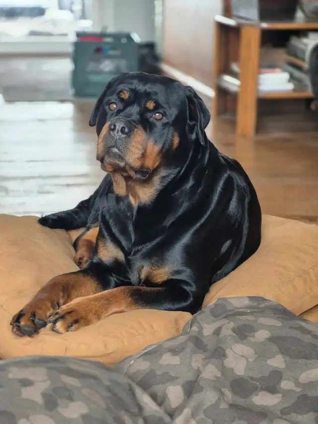 CKC Registered Rottweilers European Bloodlines - Photo 5