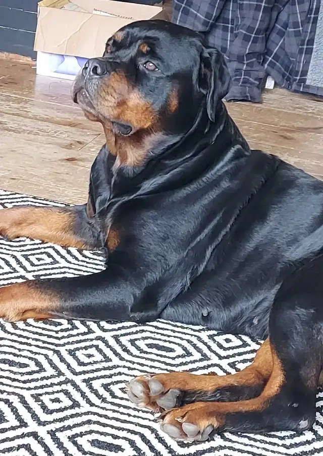 CKC Registered Rottweilers European Bloodlines - Photo 6