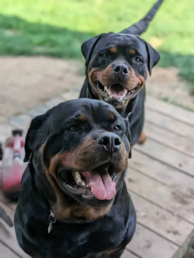 CKC Registered Rottweilers European Bloodlines - Photo 7