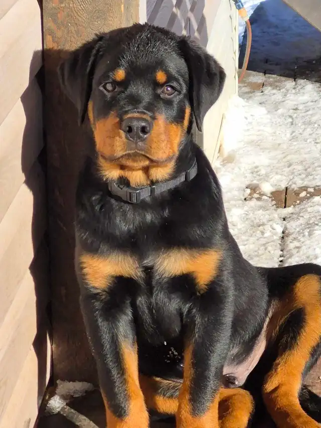 CKC Registered Rottweilers European Bloodlines - Photo 8