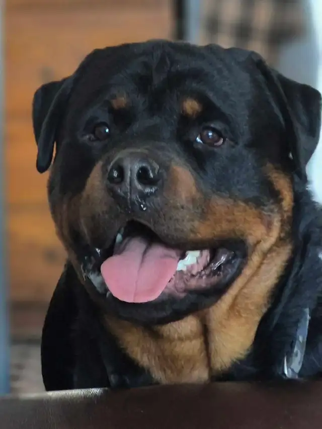CKC Registered Rottweilers European Bloodlines - Photo 9
