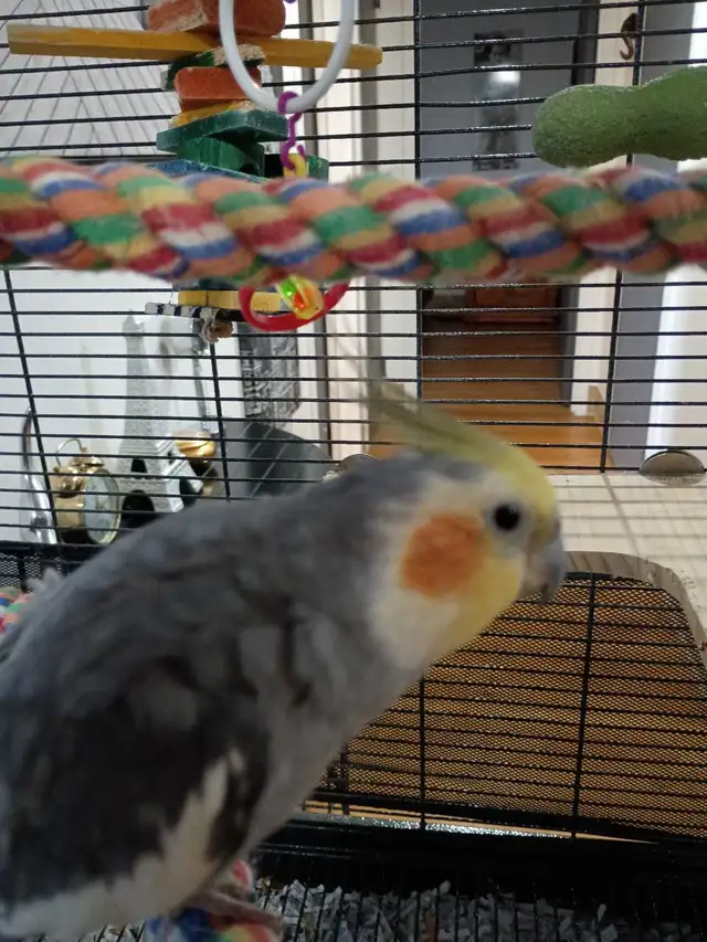 cokatiel mâle à vendre