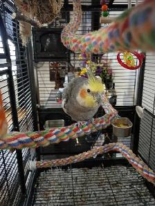 cokatiel mâle à vendre - Photo 2