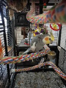 cokatiel mâle à vendre - Photo 3