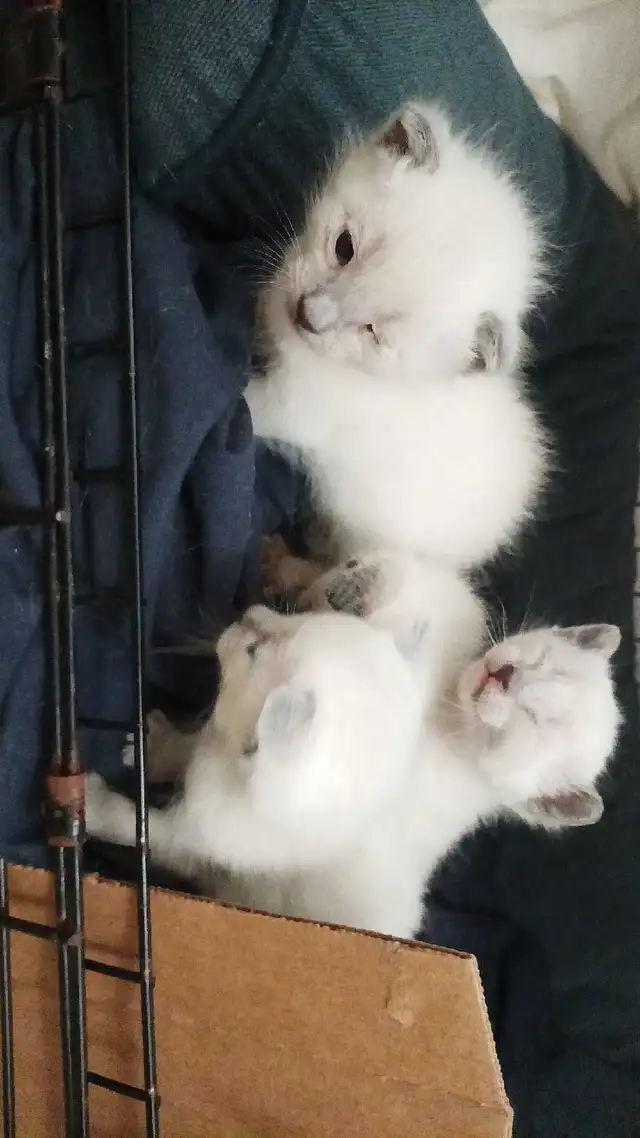 PUREBRED SIAMESE KITTENS