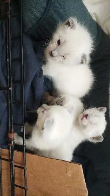 PUREBRED SIAMESE KITTENS